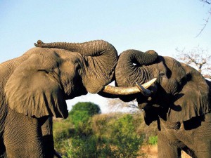 africky-slon1.jpg